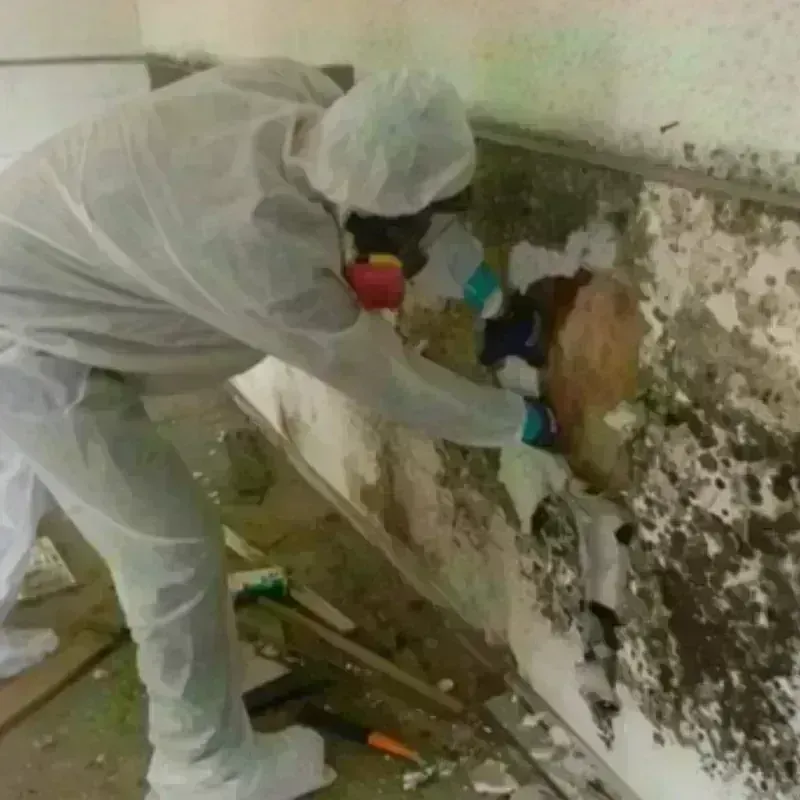 Mold Remediation and Removal in West Hills, CA